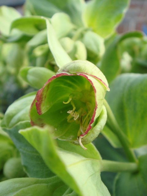 Helleborus foetidus fleur detail